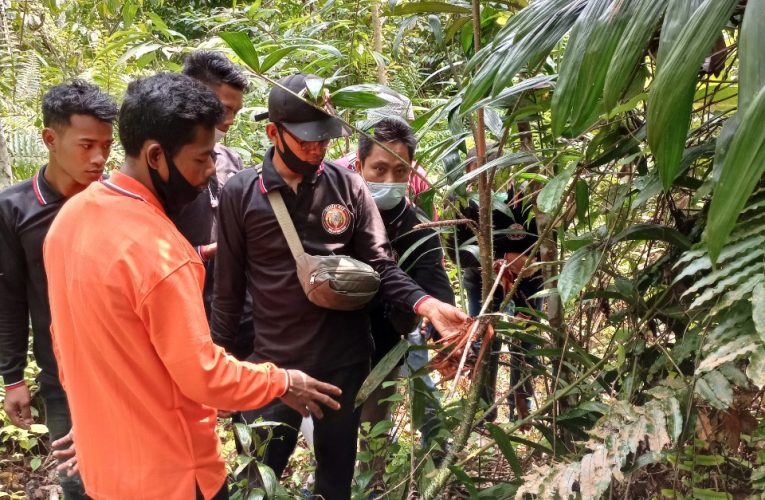 Orang Rimba Jambi Ikut Kembalikan Kejayaan Tanaman Jernang