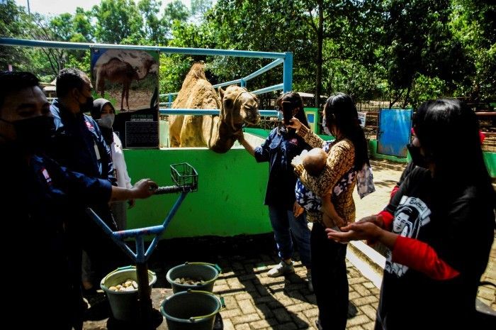 Penuhi Pakan Satwa, Semarang Zoo Kumpulkan Donasi