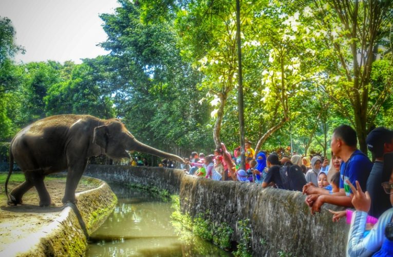 GL Zoo Kota Yogyakarta Sudah Siap Dibuka untuk Uji Coba Senin Ini