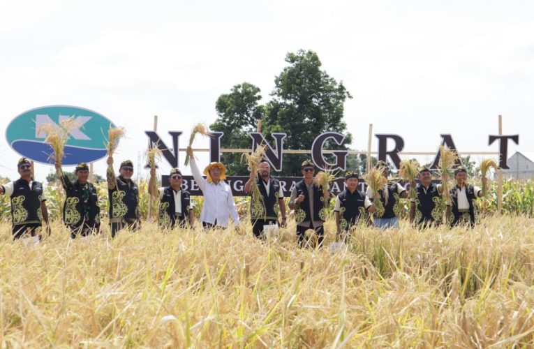 Luncurkan Benih Padi Hibrida Ningrat NK2133, Syngenta Indonesia Dukung Peningkatan Produktivitas Nasional